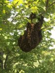 Swarm of Wild Bees